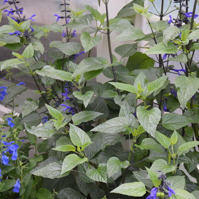 Salvia coerulea 'Black and Blue' - Salvia coerulea 'Black and Blue'