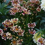 Coreopsis 'Ruby Frost' - 