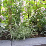 Lavandula angustifolia 'Little Lottie' - 
