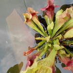 Sarracenia leucophylla - 