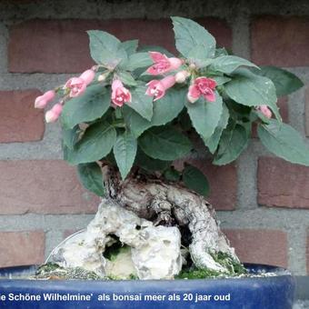 Fuchsia 'Die Schone Wilhelmine'