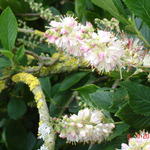 Clethra alnifolia 'Pink Spire' - 