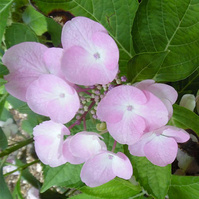 Hydrangea Macrophylla 'Sweet Dreams' - 