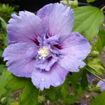 Hibiscus syriacus 'Blue CHIFFON'