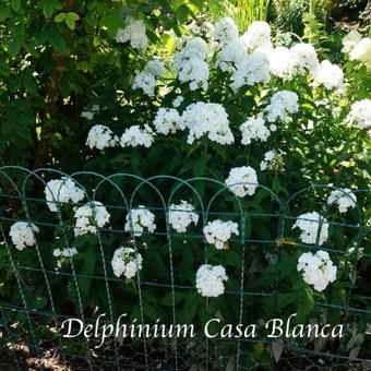 Delphinium 'Casa Blanca'
