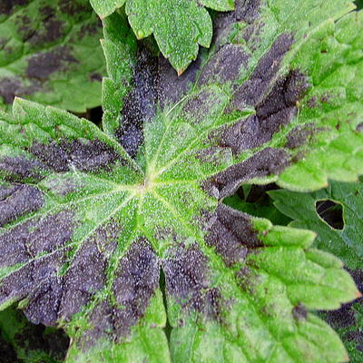 Geranium phaeum 'Samobor' - Geranium phaeum 'Samobor'