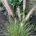 Pennisetum  - Pennisetum  - 