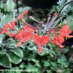 Pelargonium fulgidum - 