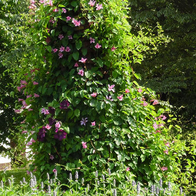 Clematis texensis 'Duchess of Albany' - 