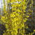 Forsythia intermedia 'Lynwood'