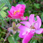 Rosa 'Lavender Dream' - 