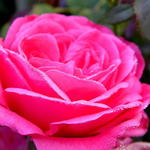 Rosa  'Rosarium Uetersen' - 