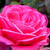 Rosa  'Rosarium Uetersen'