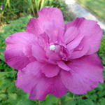 Hibiscus syriacus 'Purple Ruffles' - Hibiscus syriacus 'Purple Ruffles'