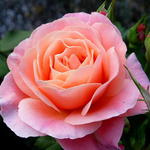 Rosa 'Marie Curie' - 