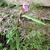 Roscoea purpurea 'Spice Island'