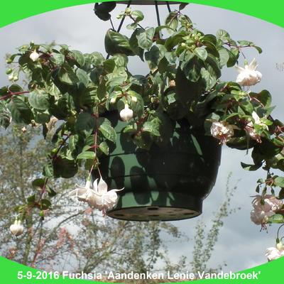 Fuchsia 'Aandenken Lenie Vandebroek' - 