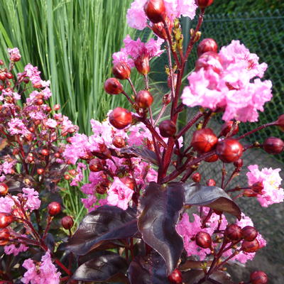 Lagerstroemia indica 'Rhapsody in Pink' - 