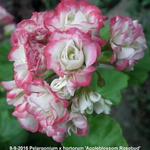 Pelargonium x hortorum 'Appleblossom Rosebud' - 