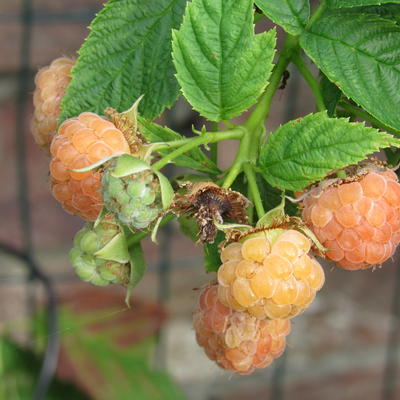 Rubus idaeus 'Golden Everest' - 