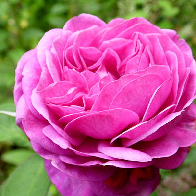 Rosa 'Heidi Klum Rose' - 