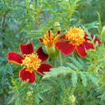 Tagetes tenuifolia 'Red Gem' - 