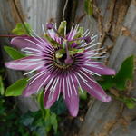 Passiflora x violacea 'Victoria' - 
