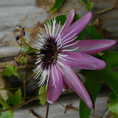 Passiflora x violacea 'Victoria' - 