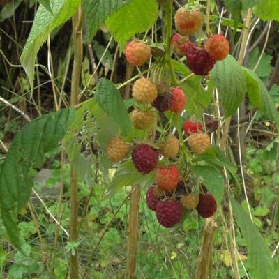 Rubus idaeus - 