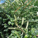 Salix Bockii - Chinesische Myrten-Weide