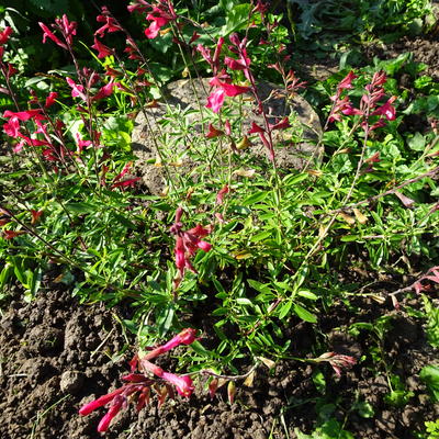 Salvia greggii 'Lipstick' - Salvia greggii 'Lipstick'
