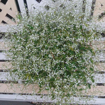 Euphorbia hypericifolia 'Silver fog' - 