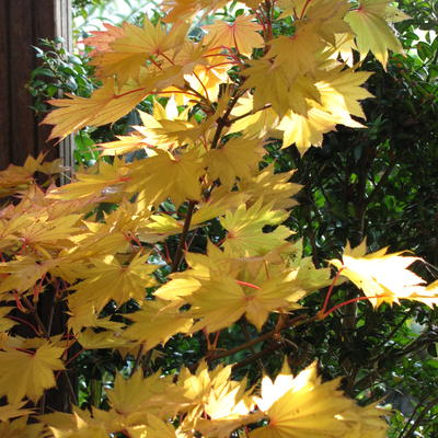 Acer shirasawanum 'Aureum' - Acer shirasawanum 'Aureum'