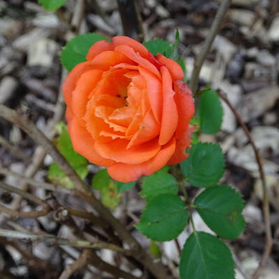 Rosa 'Orange Juwel' - 