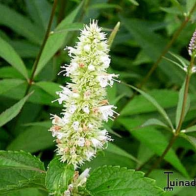 Agastache rugosa f. albiflora 'Alabaster' - AGASTACHE 'ALABASTER', - Agastache rugosa f. albiflora 'Alabaster'