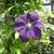 Clematis viticella 'Etoile Violette'