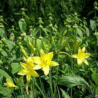 Hemerocallis (gele varieteiten)