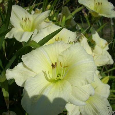 Hemerocallis (witte varieteiten) - 