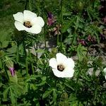 Hibiscus trionum - 