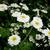Tanacetum parthenium 'Sissinghurst White'