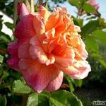 Rosa 'Aloha' Kordes - 