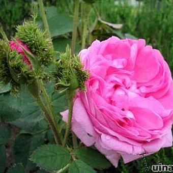 Rosa 'Crested Moss'