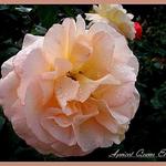 Rosa 'Apricot Queen Elizabeth' - 