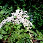 Astilbe thunbergii 'Betsy Cuperus' - Astilbe thunbergii 'Betsy Cuperus' - 
