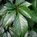 Parthenocissus quinquefolia - Selbstkletternde Jungfernrebe - Parthenocissus quinquefolia