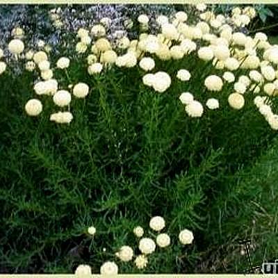 Santolina rosmarinifolia - 