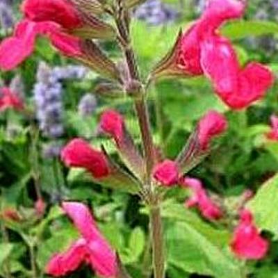 Salvia microphylla - Salvia microphylla