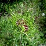 Allium 'Hair' - 