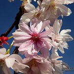 Prunus x subhirtella 'Autumnalis' - 
