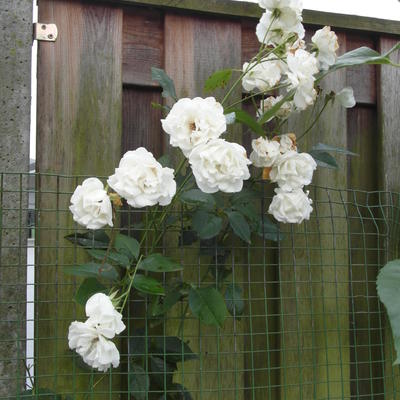 Rosa 'Colonial White' - 